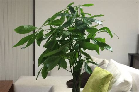 風水植物|観葉植物と風水